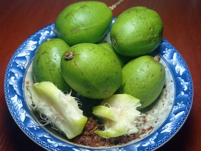 Hog plum
