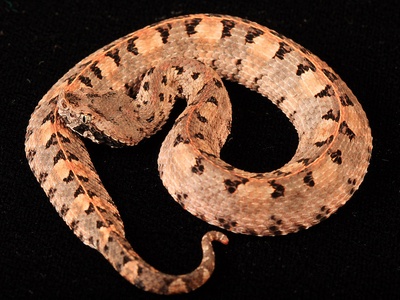 Hognosed pitviper