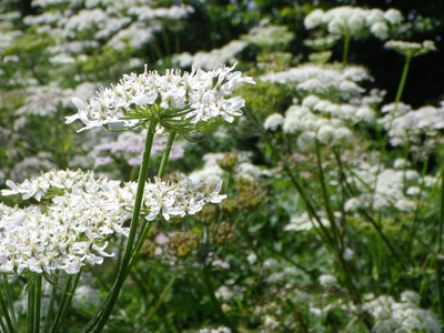 Hogweed