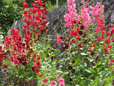 Hollyhock