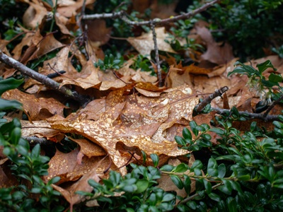Holm oak