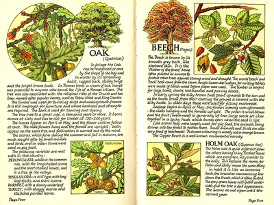 Holm Oak