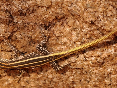 Holub's Sandveld Lizard