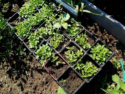 Holy basil (Tulsi)