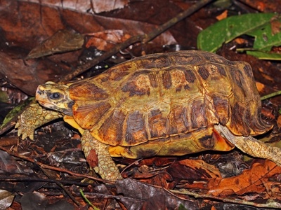 Home's Hinge-back Tortoise