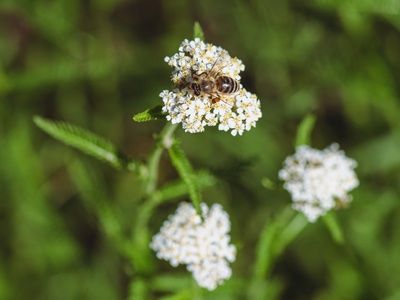 Honey Bee