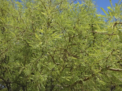 Honey Mesquite