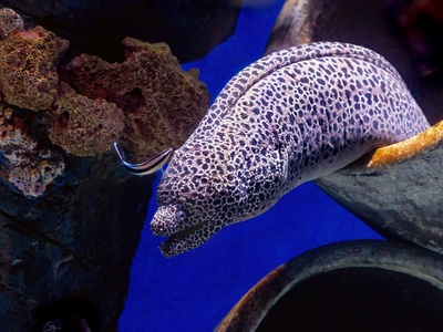 Honeycomb Moray Eel