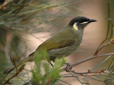 Honeyeater