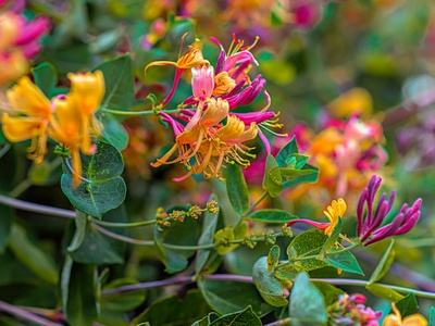 Honeysuckle