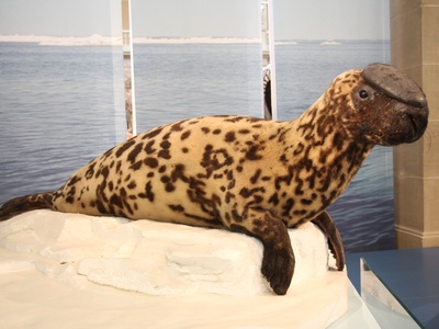 Hooded seal