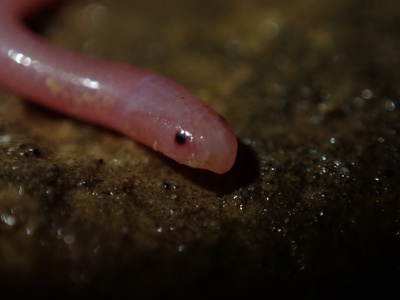 Hook-snouted Worm Snake