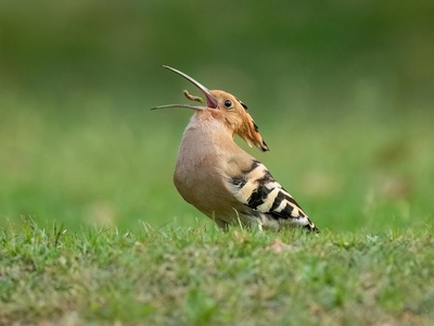 Hoopoe