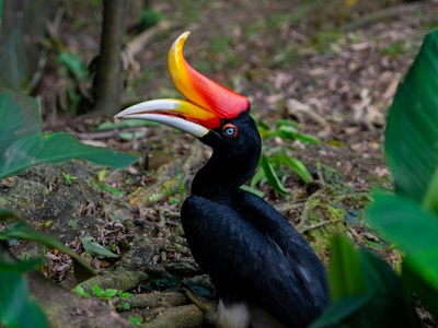 Hornbill