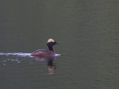 Horned Grebe