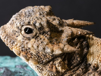 Horned Lizard