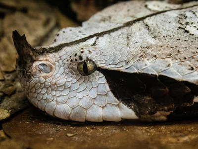 Horned viper