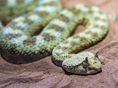 Horned viper
