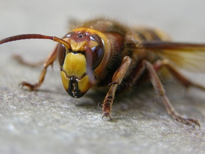 Hornet