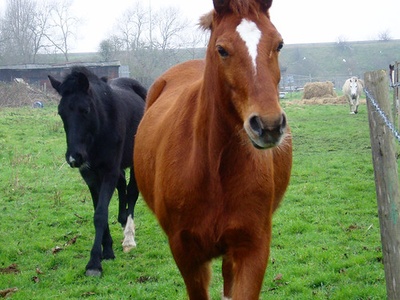 Horse