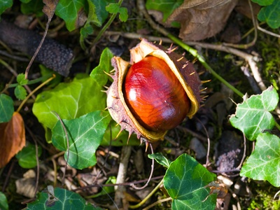 Horse Chestnut