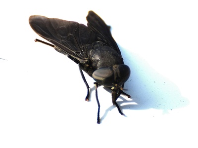 Horsefly
