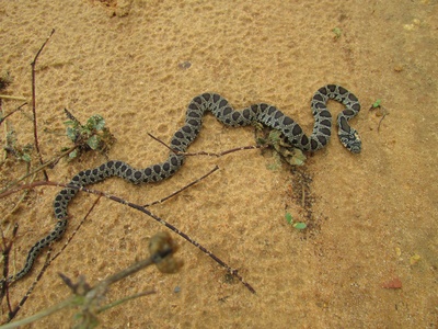 Horseshoe Whip Snake