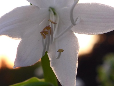 Hosta