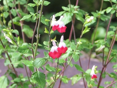 Hot lips