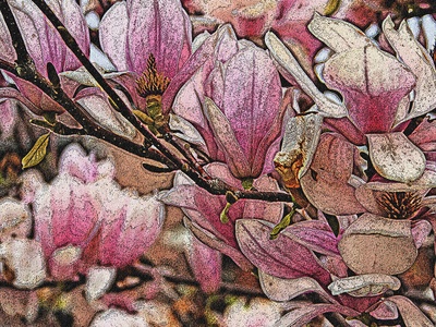 Houpo magnolia