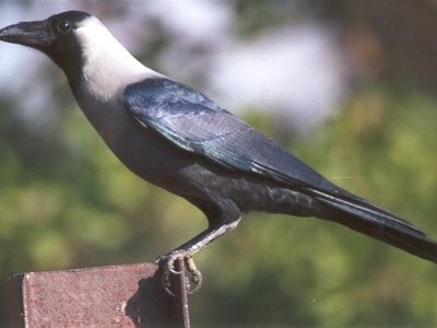 House Crow