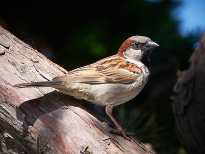 House Finch