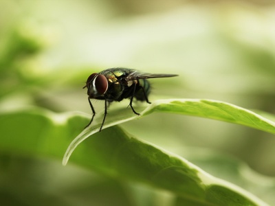 House Fly