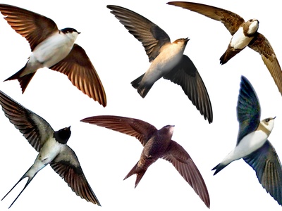 House Martin