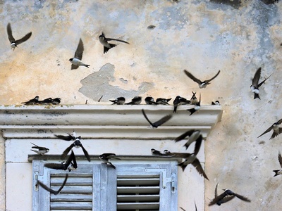 House Martin