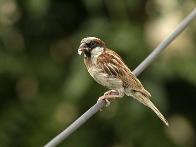 House Sparrow (Socotra)