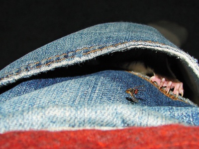Housefly