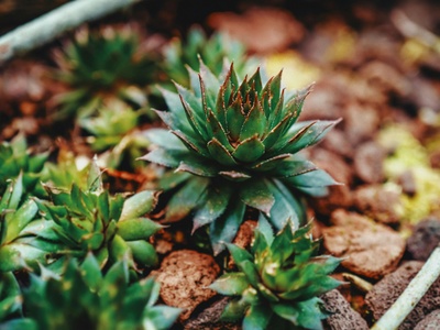 Houseleek