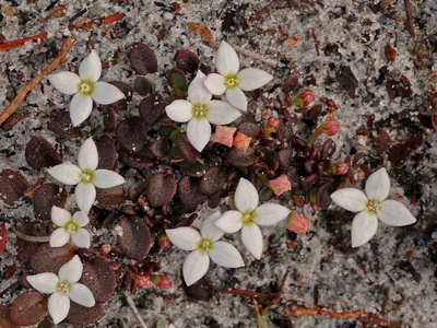 Houstonia