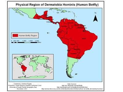 Human Botfly