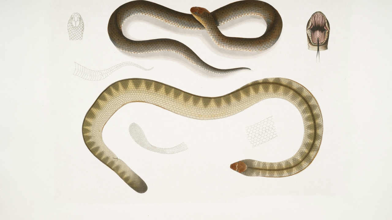Garter snake in a backyard garden near a pond, illustrating coexistence with people