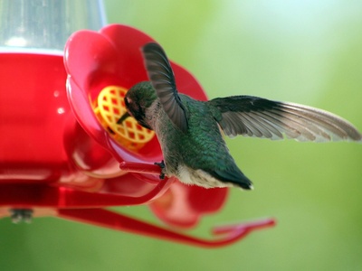 Hummingbird