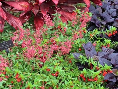 Hummingbird Mint