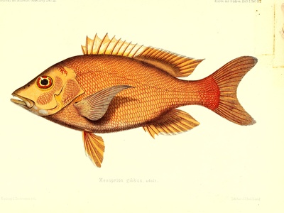 Humpback Red Snapper