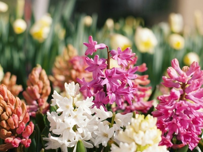 Hyacinth