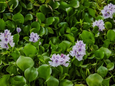 Hyacinth Bean