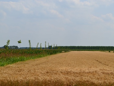 Hybrid poplar