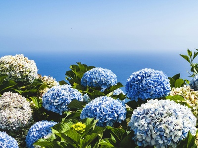 Hydrangea