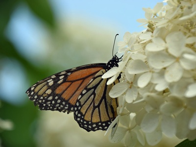 Hydrangea