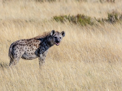 Hyena